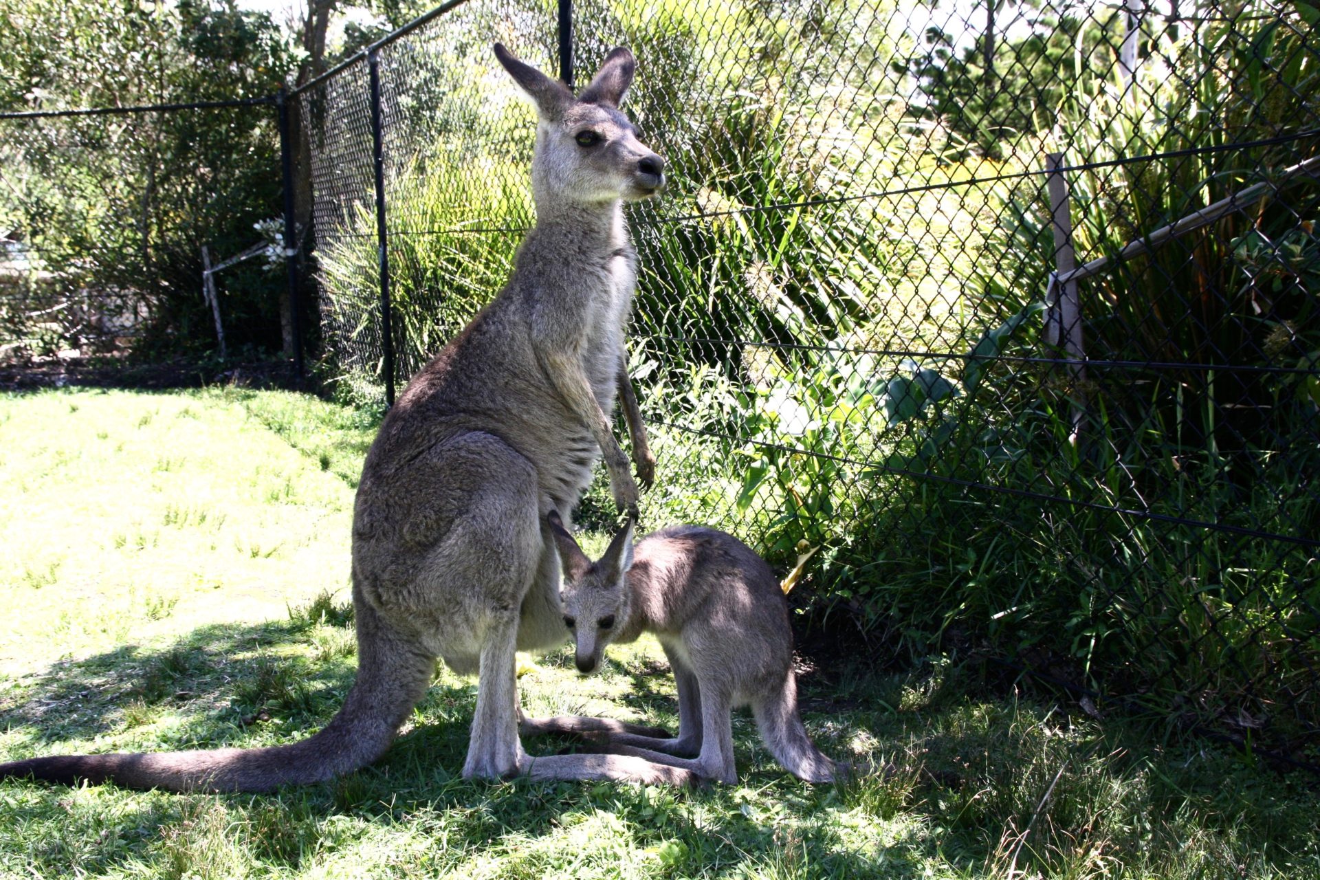 Australia Sydney Symbio zoo
